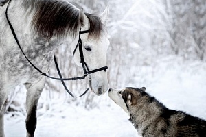 Алмазная мозаика Лошадь и собака 40х50