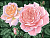 Алмазная мозаика  Розы на кусте 15*21см