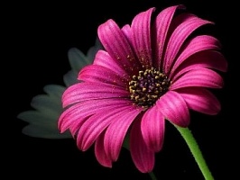Алмазная мозаика Пурпурный цветок 27х20