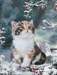 Алмазная мозаика "Котёнок и ягоды в снегу" 40х50